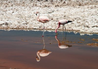 flamingos-1024548